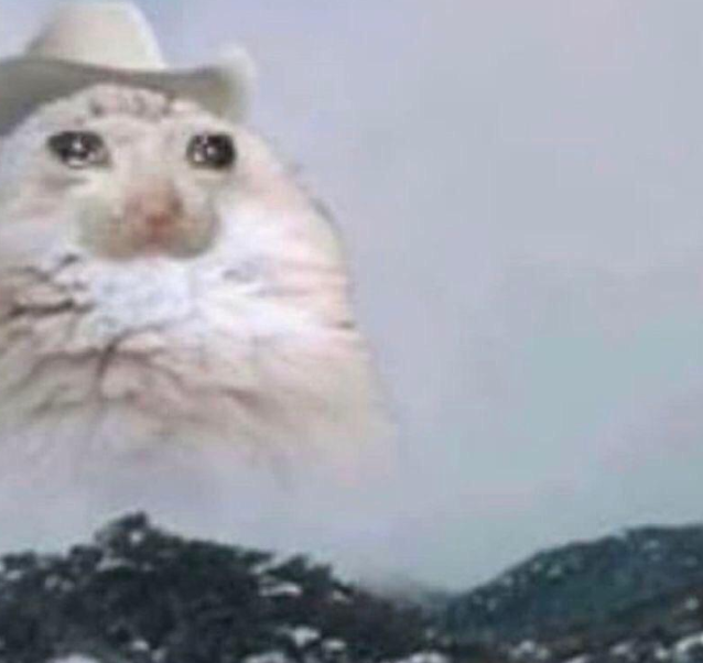 Crying cat ahhhhhh mounting screem — Reaction meme