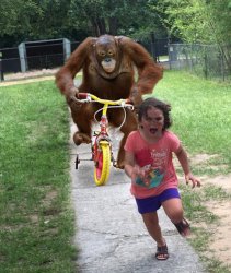 Orangutan chasing girl on a tricycle meme template — Templates meme