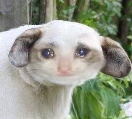 Crying floppy eared cat — Reaction meme