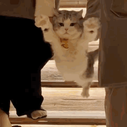 Cat Taken Away — Reaction meme