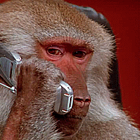 Monkey on cell phone — Reaction meme