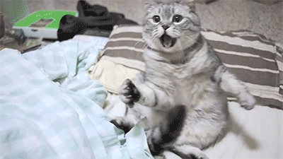Cat Laying Down — Reaction meme