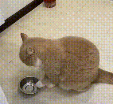 Cat Bowl Empty — Reaction meme