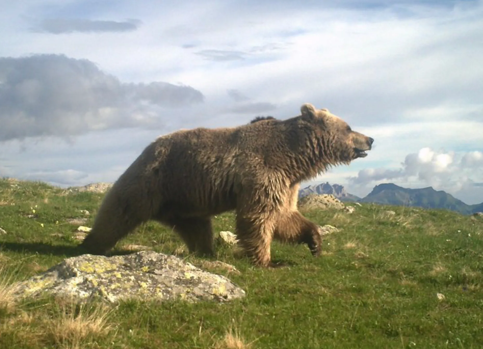 Wanderer Bear — Memes meme