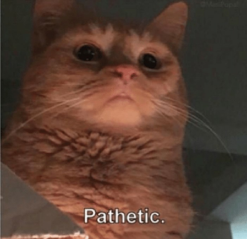 Cat pathetic — Reaction meme