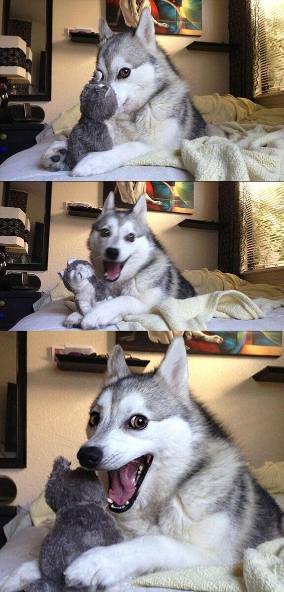 Bad Pun Dog meme template — Templates meme