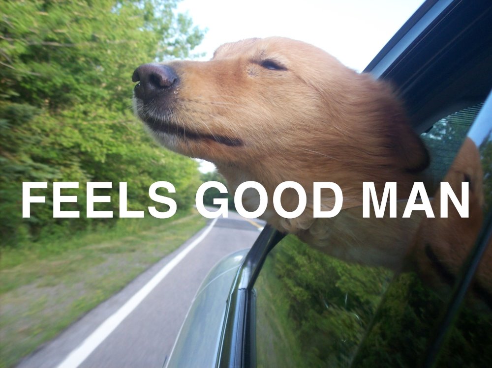 Dog car window feels good — Reaction meme