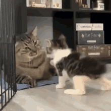 Cat slap KO — Reaction meme