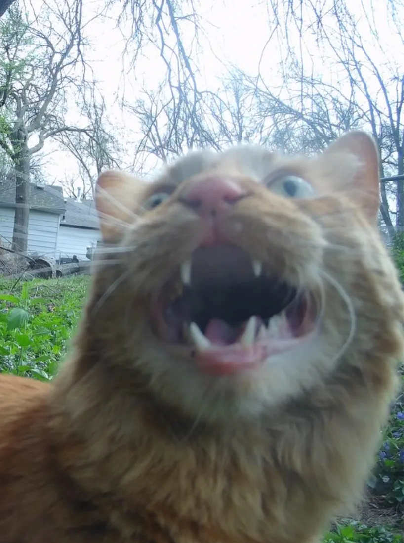 Surprised cat — Reaction meme