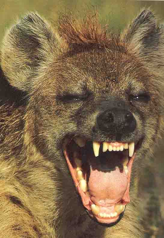Laughing hyena — Reaction meme