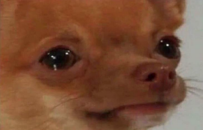 Small dog crying — Reaction meme