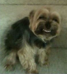 Laughing little dog — Reaction meme