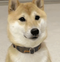 Dog Approves — Reaction meme