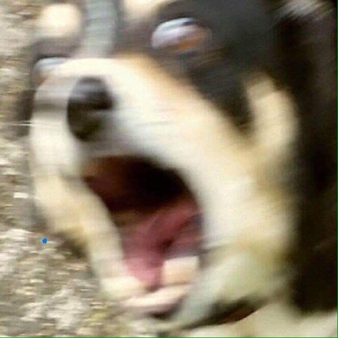Screaming dog picture — Reaction meme