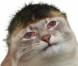 Justd sad cat — Reaction meme