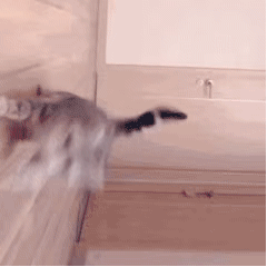 嘛呢 Cat Checking on You — Reaction meme