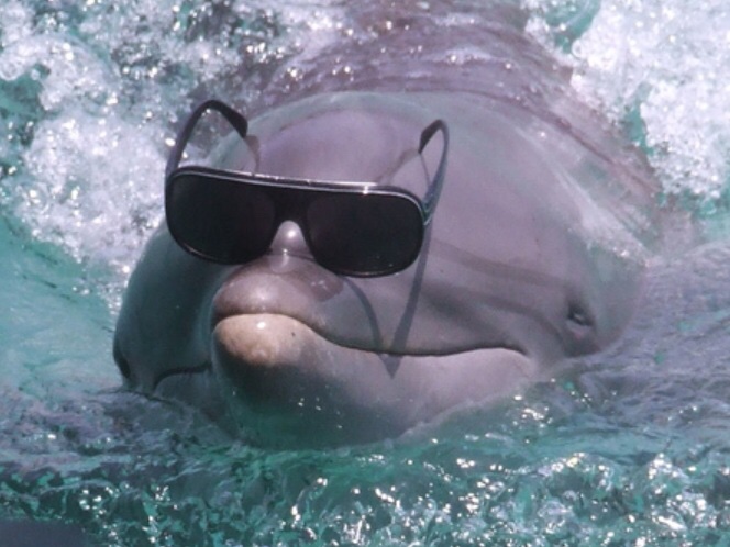 Dolphin with sunglasses — Reaction meme