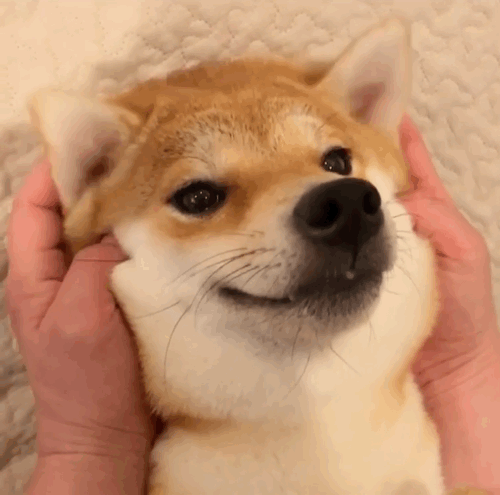 Playing with Doge Ears — Reaction meme