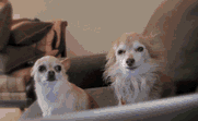 Dog Romance — Memes meme