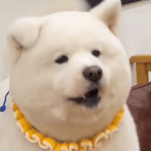 Furry Dog Barking — Reaction meme