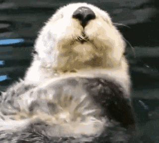 Otter Washing Face — Reaction meme