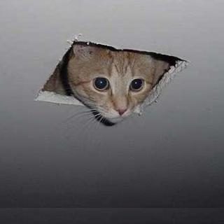 Ceiling Cat meme template — Templates meme