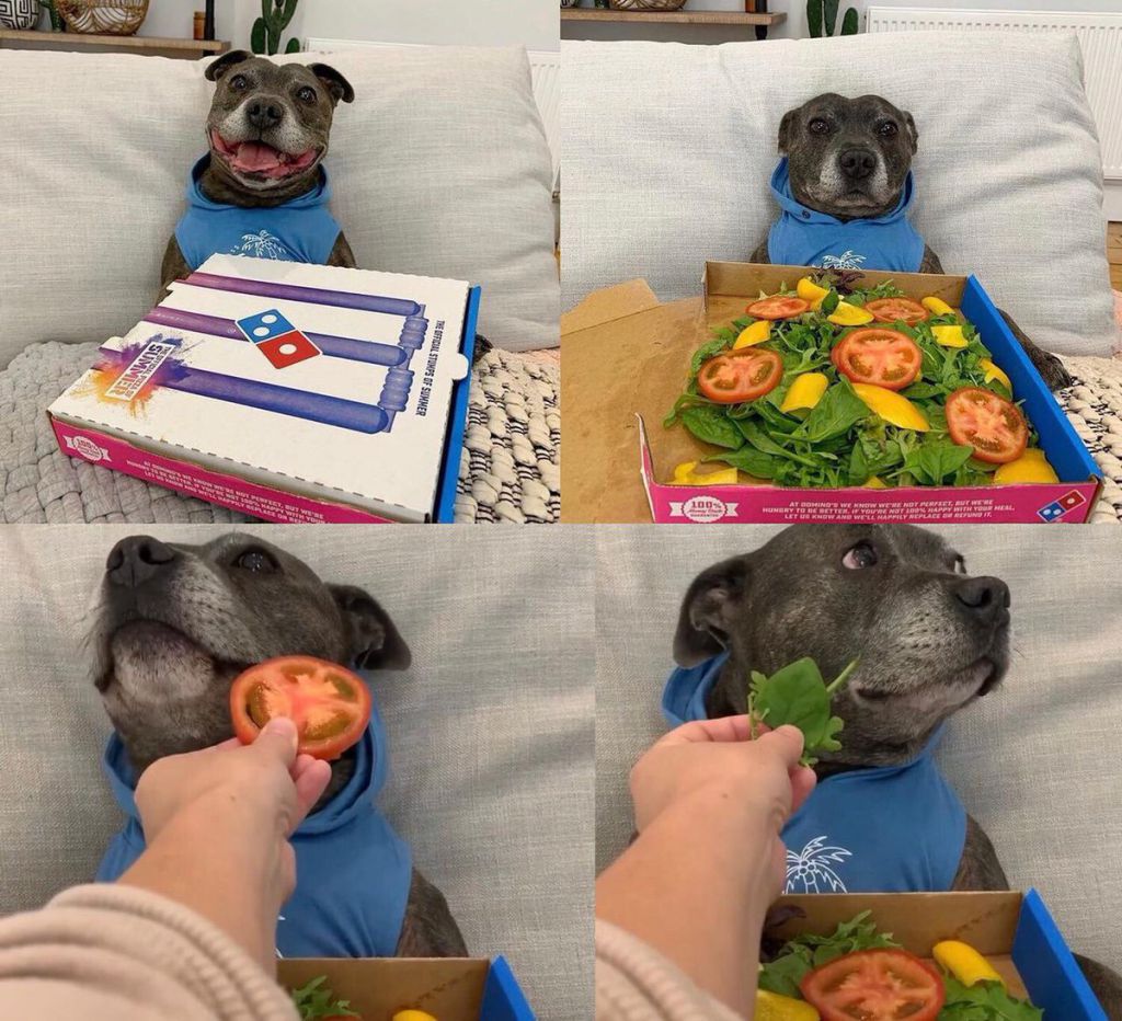 Dog tricked vegetable pizza — Reaction meme