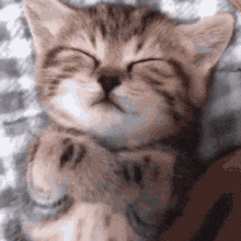 Sleepy Cat Tucked In — Memes meme