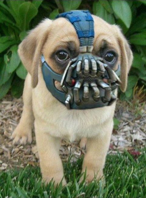 Bane mask puppy — Reaction meme