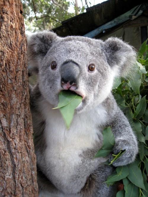 Surprised Koala meme template — Templates meme