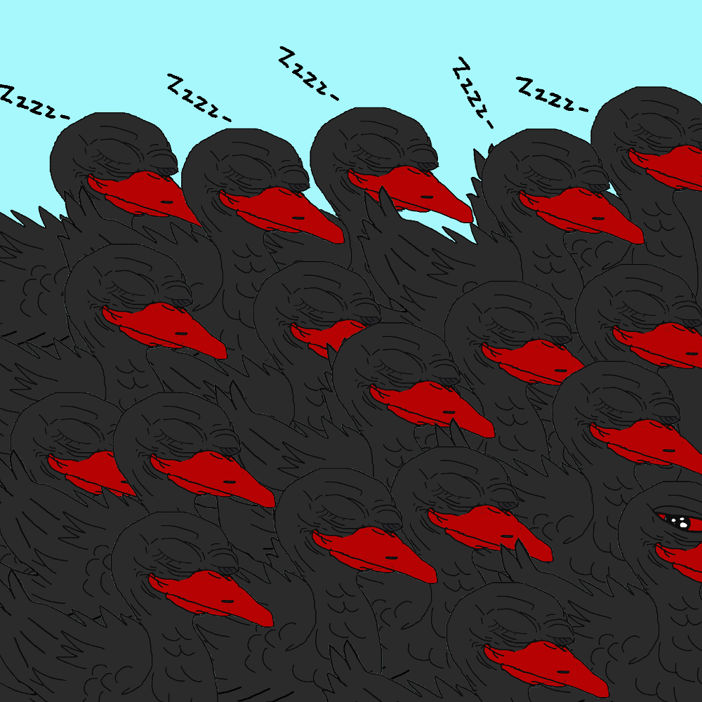 Pepe black swans sleeping — Pepe meme