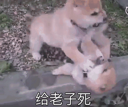 给老子死 — Reaction meme
