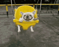 Dog on a Swing — Memes meme