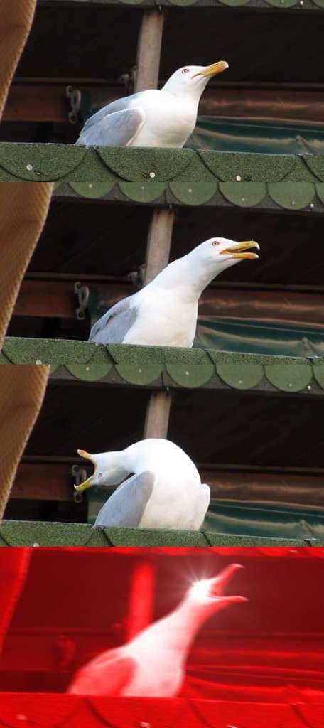 Seagull screaming meme template — Templates meme