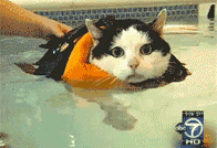 Cat Swimming — Memes meme