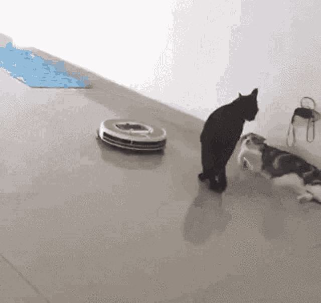 Cat vacuum cleaner — Reaction meme