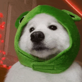 Dog in Frog Hat — Reaction meme