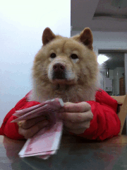 Dog Counting Money — Reaction meme