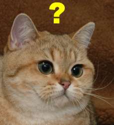 Confused cat — Reaction meme