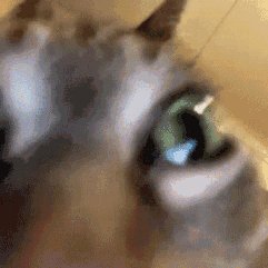 Cat Shaking — Reaction meme