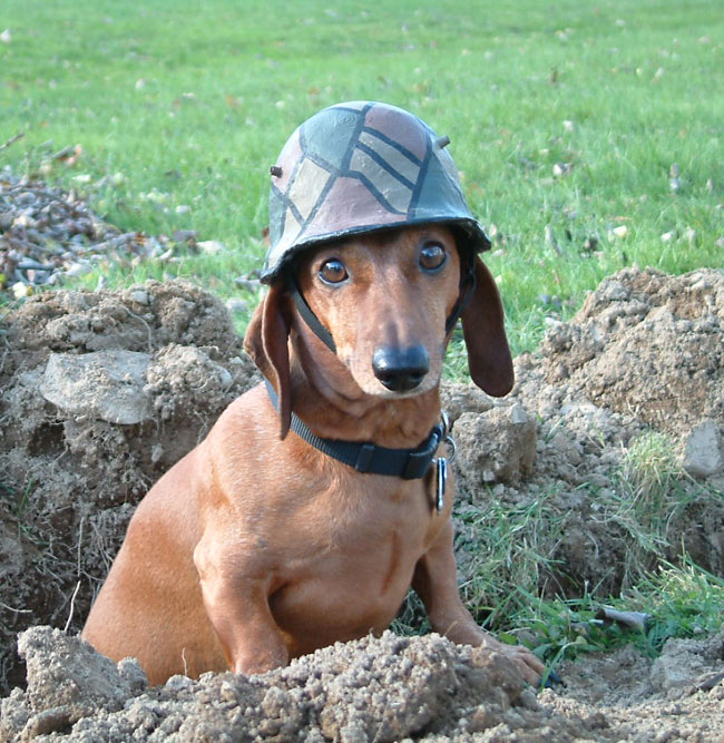 Wiener dog wearing helmet — Reaction meme