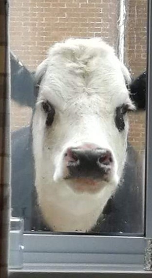 Cow looking in window — Reaction meme