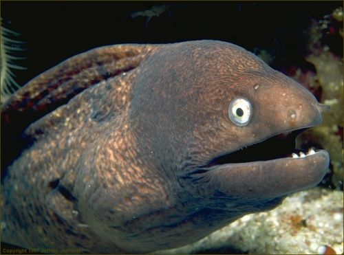 Bad Joke Eel meme template — Templates meme