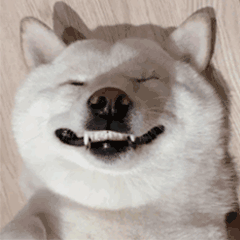Dog Smile — Reaction meme