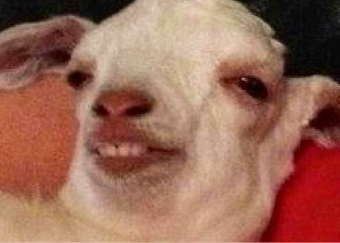 Stoned goat — Reaction meme