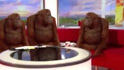 Where monkey meme template — Templates meme
