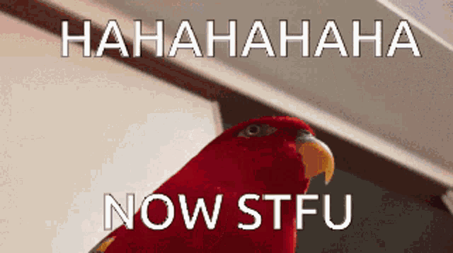 Parrot haha stfu — Reaction meme