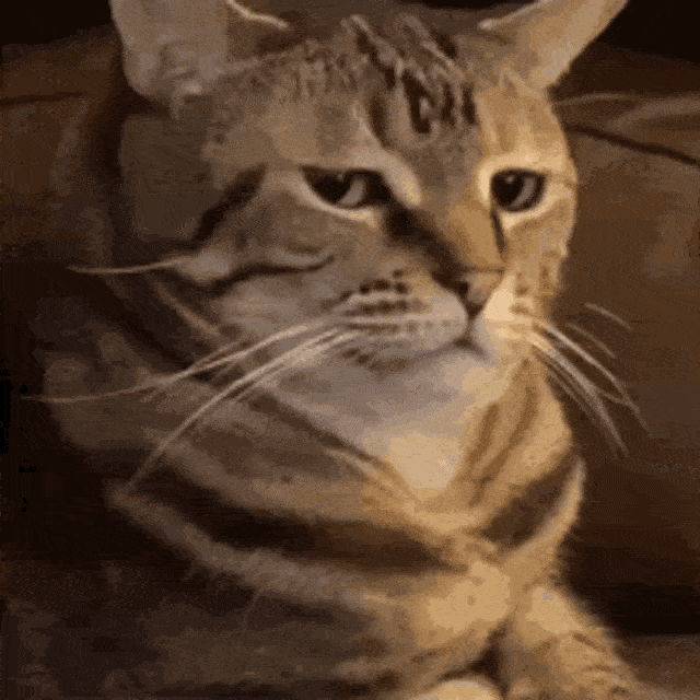 Cat intrigued — Reaction meme