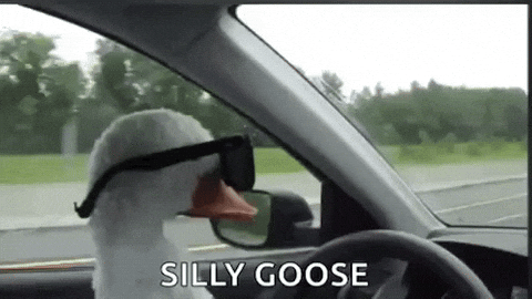 Silly Goose with Sunglasses — Memes meme
