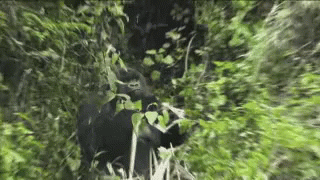 Gorilla eating forest meme — Reaction meme